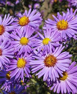Aster (D) 'Lady in Blue' Pot 9 cm