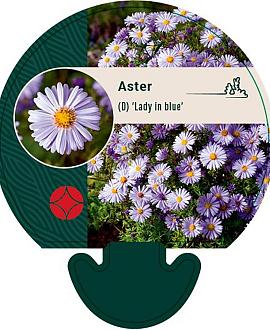 Aster (D) 'Lady in Blue' Pot 9 cm