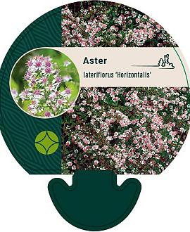 Aster l. 'Horizontalis' Pot 9 cm