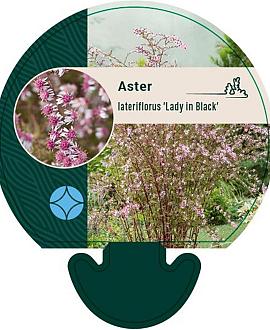 Aster l. 'Lady in Black' Pot 9 cm