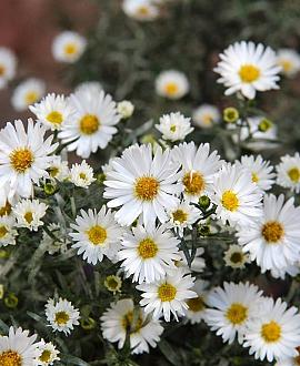 Aster (U) 'Monte Cassino' Pot 9 cm