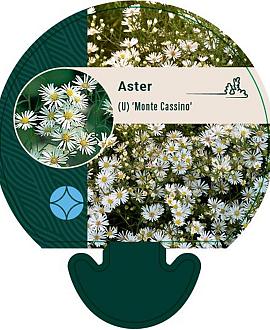 Aster (U) 'Monte Cassino' Pot 9 cm