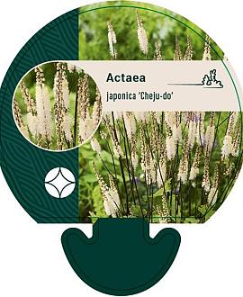 Actaea japonica 'Cheju-do' Pot 9 cm