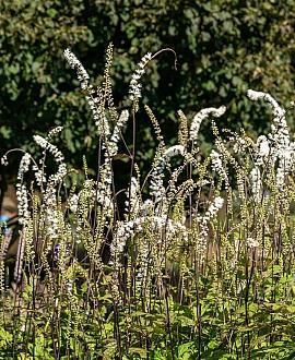 Actaea japonica 'Cheju-do' Pot 9 cm