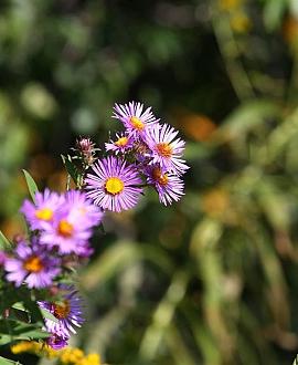 Aster n.-a. 'Purple Dome' Pot 9 cm