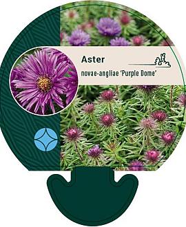 Aster n.-a. 'Purple Dome' Pot 9 cm