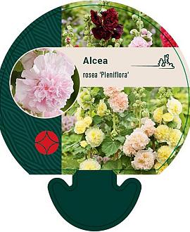 Alcea rosea 'Pleniflora' (gemengd) Pot 9 cm