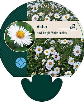 Aster n.-b. 'White Ladies' Pot 9 cm
