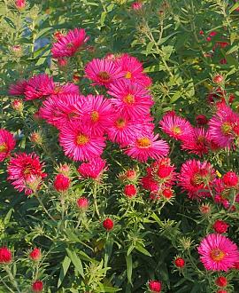 Aster n.-b. 'Winston Churchill' Pot 9 cm