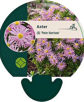 Aster (D) 'Peter Harrison' Pot 9 cm