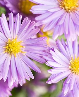 Aster (D) 'Peter Harrison' Pot 9 cm