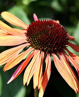 Echinacea p. 'Sundown' Pot 9 cm