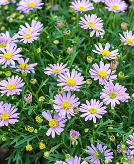 Aster (D) 'Prof. Anton Kippenberg' Pot 9 cm