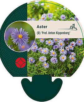 Aster (D) 'Prof. Anton Kippenberg' Pot 9 cm
