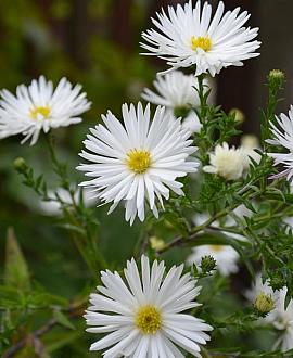 Aster (D) 'Schneekissen' Pot 9 cm