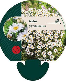 Aster (D) 'Schneekissen' Pot 9 cm