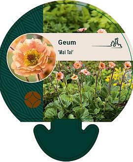 Geum 'Mai Tai' Pot 9 cm