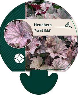 Heuchera 'Frosted Violet' Pot 9 cm