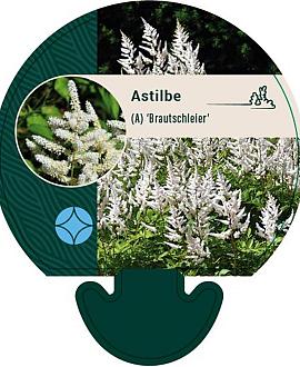 Astilbe (A) 'Brautschleier' Pot 9 cm