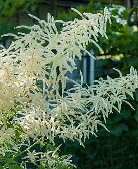 Astilbe (A) 'Brautschleier' Pot 9 cm