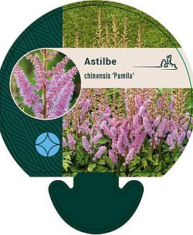 Astilbe c. 'Pumila' Pot 9 cm