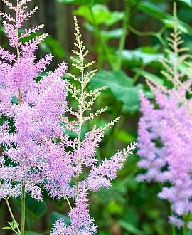Astilbe c. 'Pumila' Pot 9 cm
