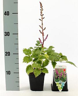 Astilbe c. 'Pumila' Pot 9 cm
