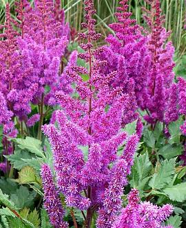 Astilbe c. 'Purpurlanze' Pot 9 cm