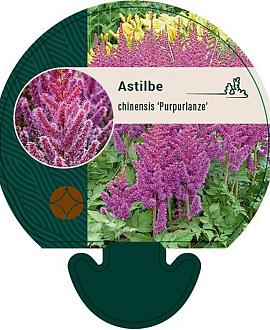 Astilbe c. 'Purpurlanze' Pot 9 cm