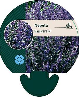 Nepeta faassenii 'Grol' Pot 9 cm