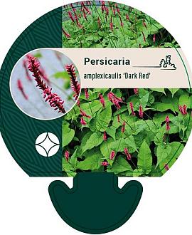 Persicaria amplex. 'Dark Red' Pot 9 cm