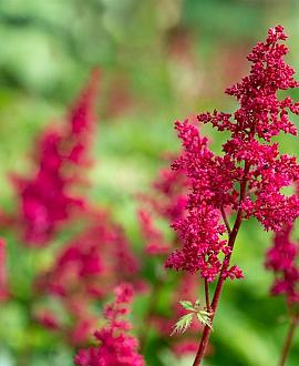 Astilbe (A) 'Fanal' Pot 9 cm