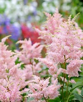 Astilbe (S) 'Hennie Graafland' Pot 9 cm