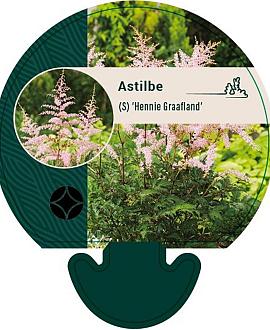 Astilbe (S) 'Hennie Graafland' Pot 9 cm