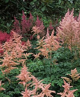 Astilbe (J) 'Peach Blossom' Pot 9 cm