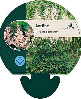 Astilbe (J) 'Peach Blossom' Pot 9 cm