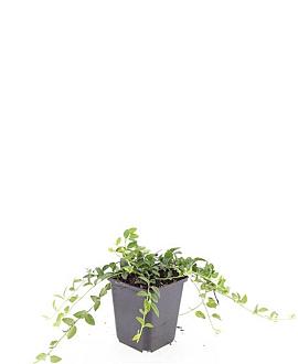 Vinca minor 'Gertrude Jekyll' Pot 9 cm