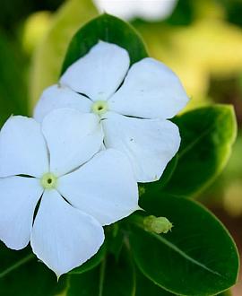 Vinca minor 'Gertrude Jekyll' Pot 9 cm