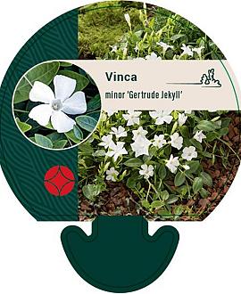 Vinca minor 'Gertrude Jekyll' Pot 9 cm