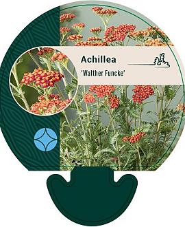 Achillea 'Walther Funcke' Pot 9 cm