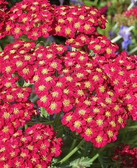 Achillea 'Walther Funcke' Pot 9 cm