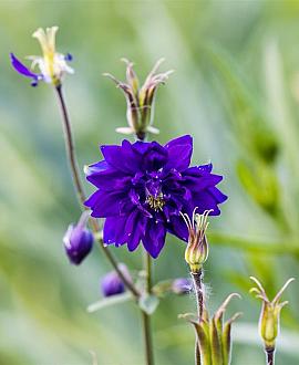 Aquilegia v. 'Black Barlow' Pot 9 cm