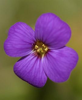 Aubrieta 'Hamburger Stadtpark' Pot 9 cm