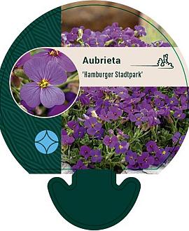 Aubrieta 'Hamburger Stadtpark' Pot 9 cm