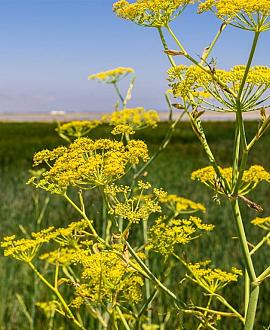 Foeniculum vulgare Pot 9 cm