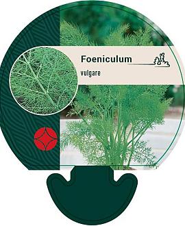 Foeniculum vulgare Pot 9 cm