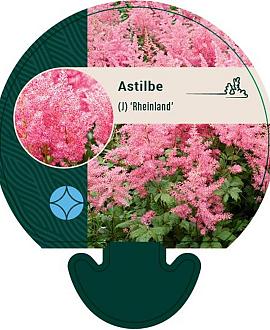 Astilbe (J) 'Rheinland' Pot 9 cm