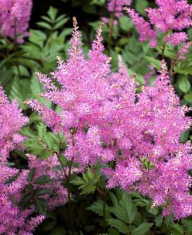 Astilbe (J) 'Rheinland' Pot 9 cm