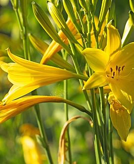 Hemerocallis citrina Pot 9 cm
