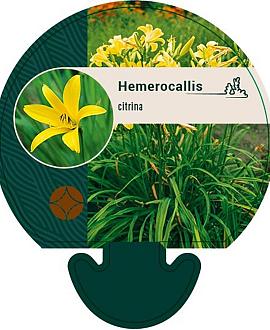 Hemerocallis citrina Pot 9 cm